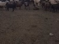 Brebis, Edilbay sheep — photo 7