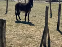 Caballo, Kerry Bog Pony — foto 1
