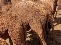 Camellos (lote, sexo no especificado), Kazakh Bactrian camel — foto 4