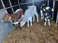 Bulle, Simmental cattle — Foto 4