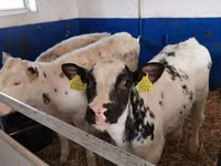 Kuh, Russian Black pied cattle — Foto 3