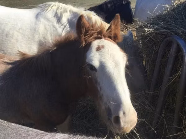 Kuda jantan, Gypsy horse
