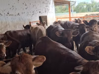 雄牛, Simmental cattle — 写真 7