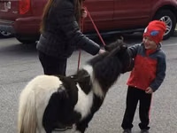 Cheval, Miniature horse — photo 7
