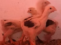 Chickens — photo 2