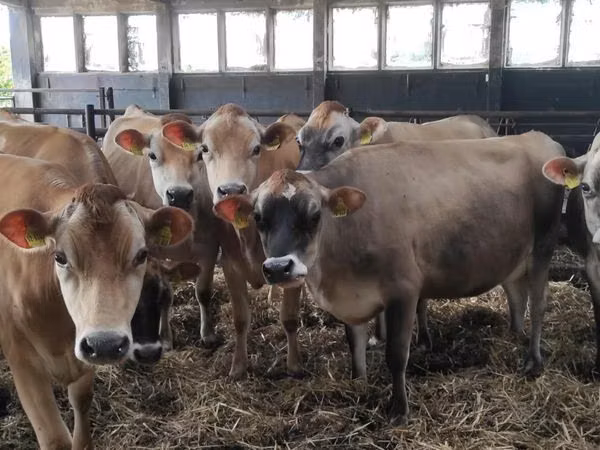 Vache, Race Jersey