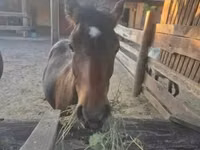 Kuda jantan, Welsh Cob — foto 1