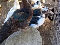 Ducks — 写真 1