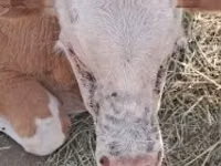 Rinder (Partie, Geschlecht nicht angegeben), Simmental cattle — Foto 1