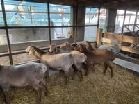 Oveja, Tian-Shan semifinewool sheep — foto 2