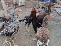 Gallo de pelea de fosa australiano — foto 5