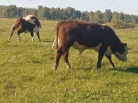 公牛, Galloway cow — 照片 2