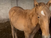 Caballo, Russian Don — foto 2