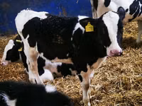 Cow, Holstein breed — photo 1