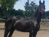 فرس, Friesian — الصورة 1