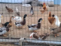 Pekin Jerman — foto 1