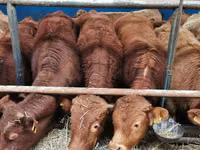 Banteng, Limousin cow — foto 2