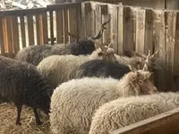 Widder, Racka sheep — Foto 4