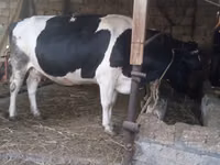 Kuh, Russian Black pied cattle — Foto 7