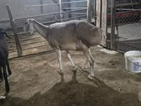 Brebis, Afghan Arabi sheep — photo 3