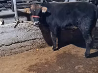 Taureau, Swedish red cattle — photo 4