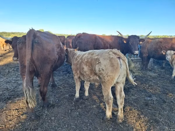 Kuh, Salers cattle