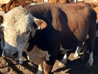 Toro, Cabeza Blanca Ucraniana — foto 1