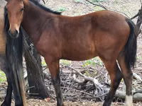 Caballos (lote, sexo no especificado), Karachay horse — foto 3