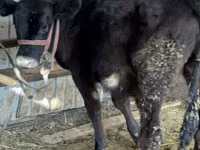 Sapi, Aberdeen-Angus — foto 2