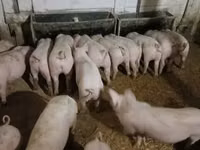 Babi betina — foto 2