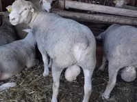 Domba jantan, Ile-de-France sheep — foto 1