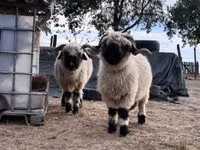 Domba betina, Valais Blacknose sheep — foto 1