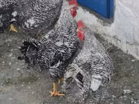 Chickens — photo 2