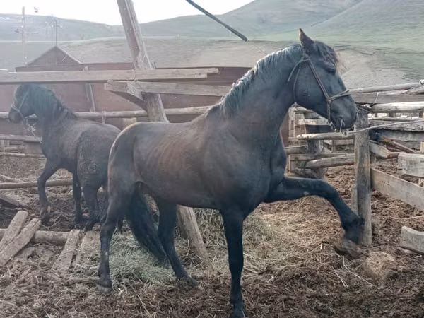 Kuda jantan, Altai horse
