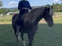 Caballo, Rocky Mountain Horse — foto 7