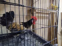 Bantam japonesa — foto 8