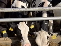 雌牛, Russian Black pied cattle — 写真 6