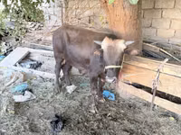 Toro, Ganado vacuno — foto 2