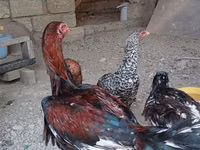 Gallo de pelea de fosa australiano — foto 1