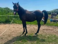 Cheval, Hucul pony — photo 5