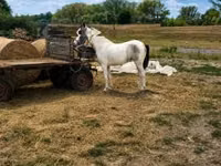 Jument, Chevaux — photo 1