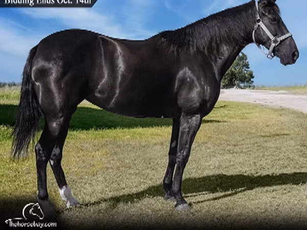 Yegua, Tennessee Walking Horse