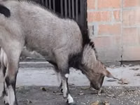 Cabro, Nubian Goat — foto 1