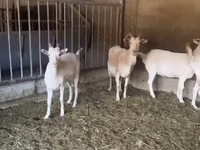 Ziege, Pomellata goat — Foto 2