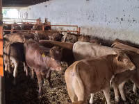 雄牛, Simmental cattle — 写真 4