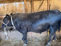 Taureau, Simmental cattle — photo 4