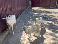 Chèvre, Russian White goat — photo 3