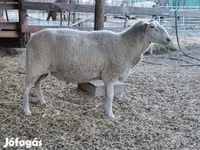 Brebis, Lacaune sheep — photo 6