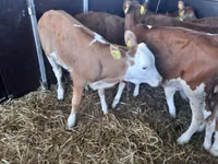 Banteng, Simmental cattle — foto 1
