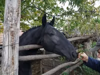 Stute, Nonius horse — Foto 2
